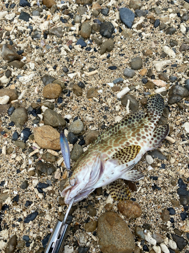 カンモンハタの釣果