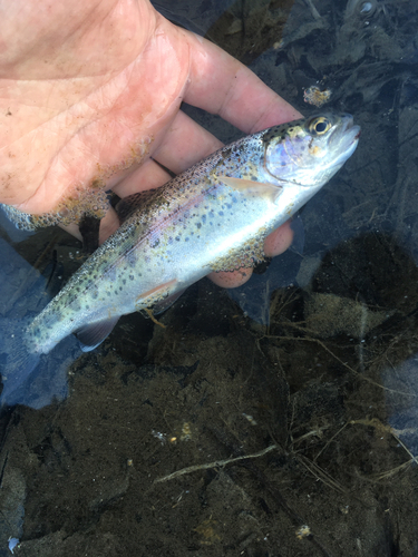 ニジマスの釣果