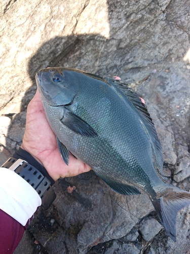 メジナの釣果