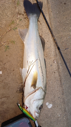 スズキの釣果