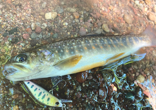 イワナの釣果