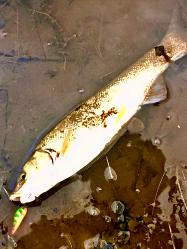 ウグイの釣果