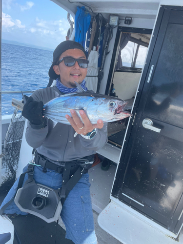 カツオの釣果