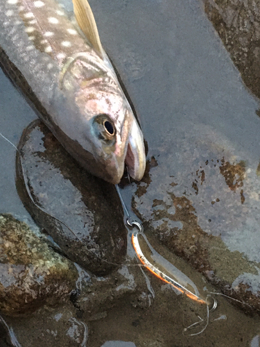 アメマスの釣果