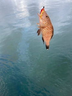 オオモンハタの釣果