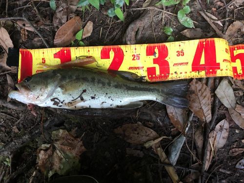 ブラックバスの釣果