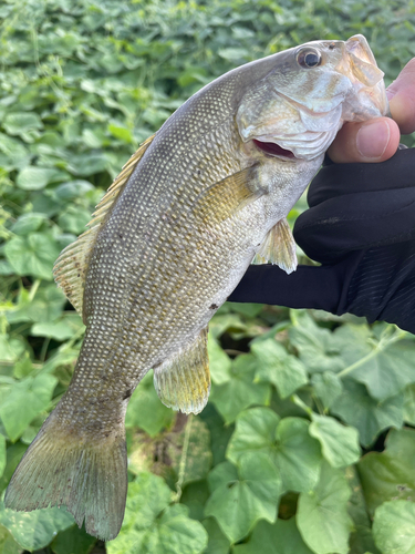 スモールマウスバスの釣果