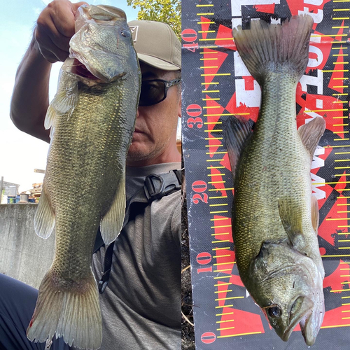 ブラックバスの釣果