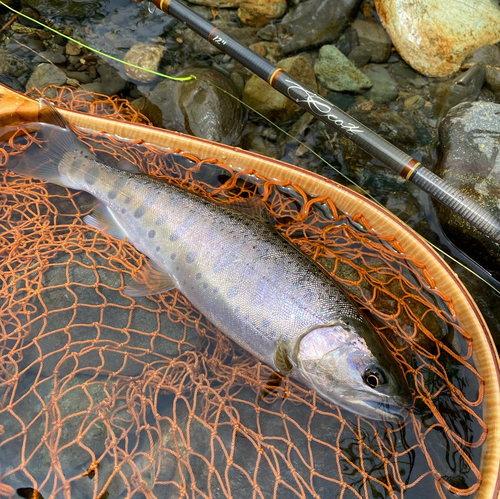 ヤマメの釣果