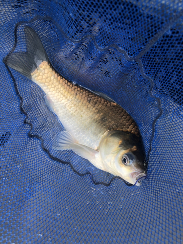 ヘラブナの釣果