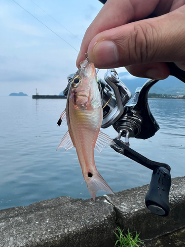 ネンブツダイの釣果