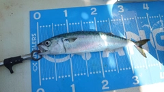 サバの釣果