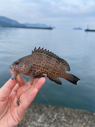 オオモンハタの釣果