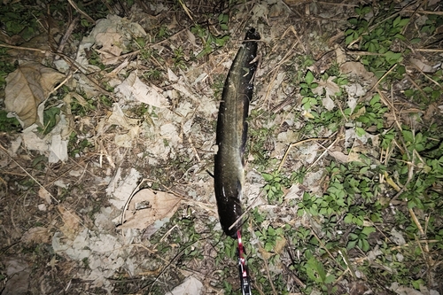 マナマズの釣果