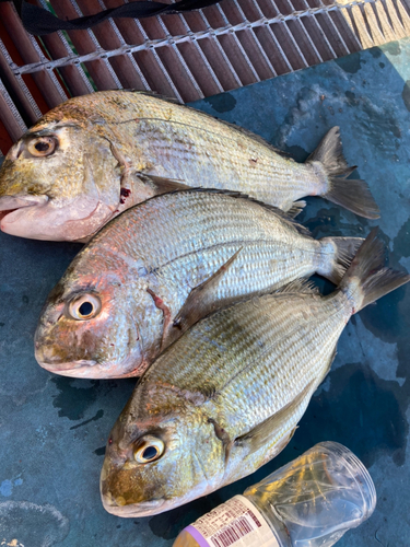 ヘダイの釣果