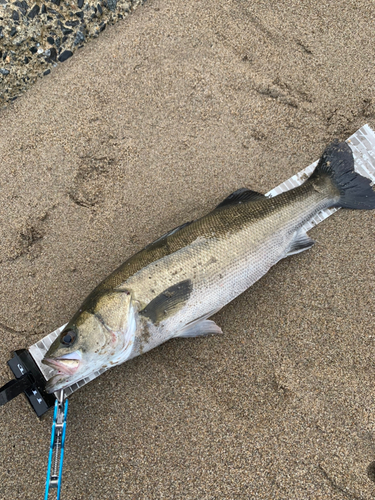 スズキの釣果