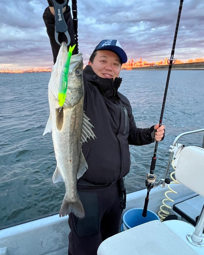 シーバスの釣果