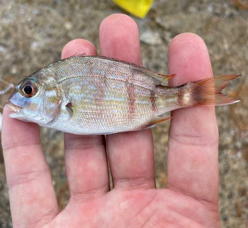 チャリコの釣果