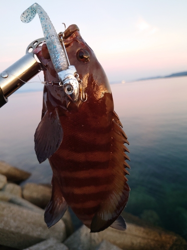 ヤミハタの釣果