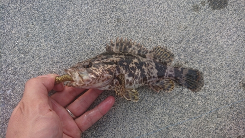 ベッコウゾイの釣果