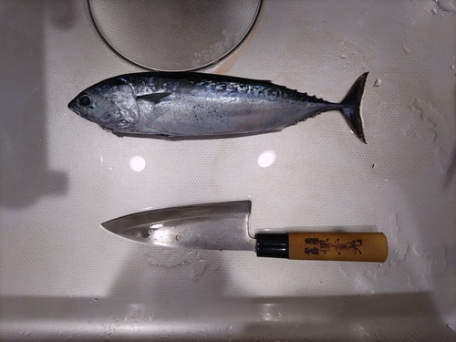 マルソウダの釣果