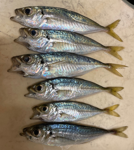 アジの釣果