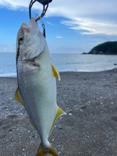 シオの釣果