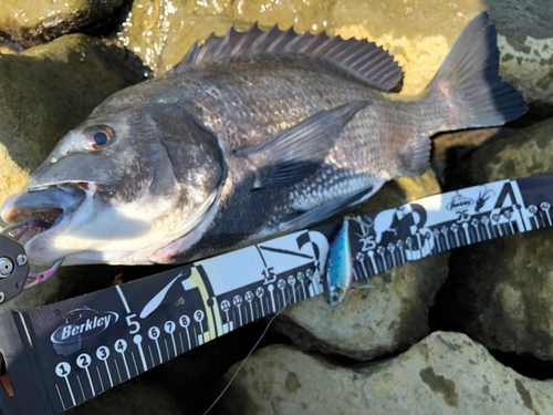 クロダイの釣果