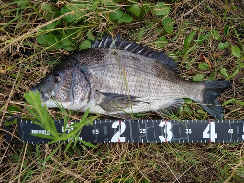 チヌの釣果