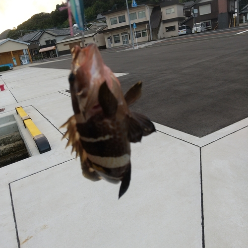 アオナの釣果