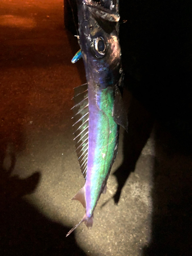 クロシビカマスの釣果