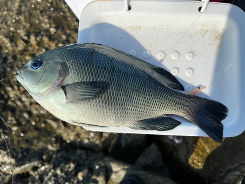 メジナの釣果