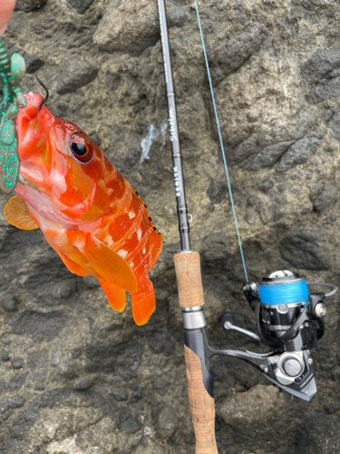 アカハタの釣果