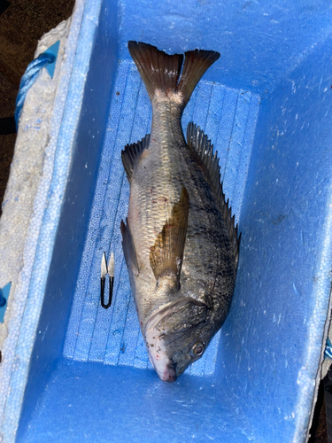 クロダイの釣果