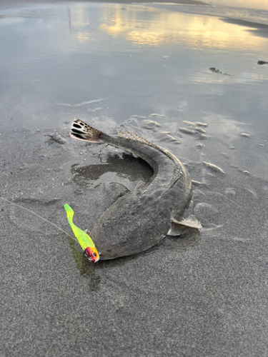 マゴチの釣果