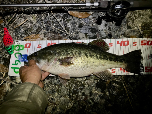 ブラックバスの釣果