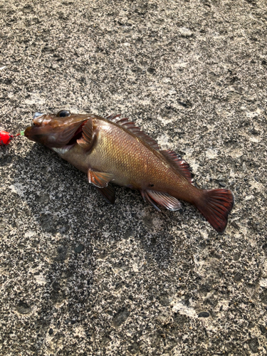 エゾメバルの釣果