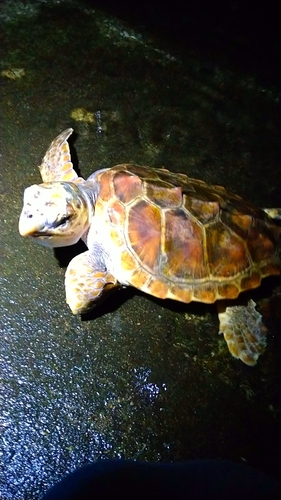 イシガニの釣果