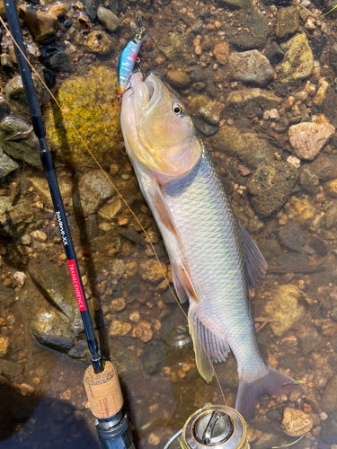 ハスの釣果