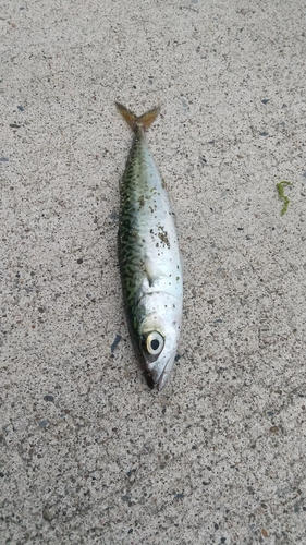 マサバの釣果