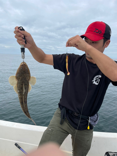 マゴチの釣果