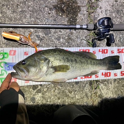 ブラックバスの釣果