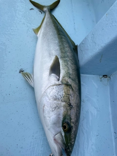 ブリの釣果