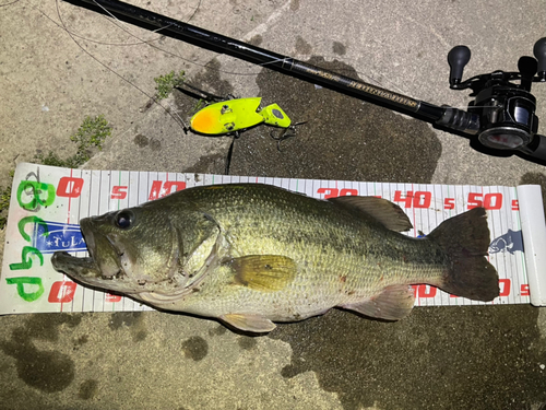 ブラックバスの釣果