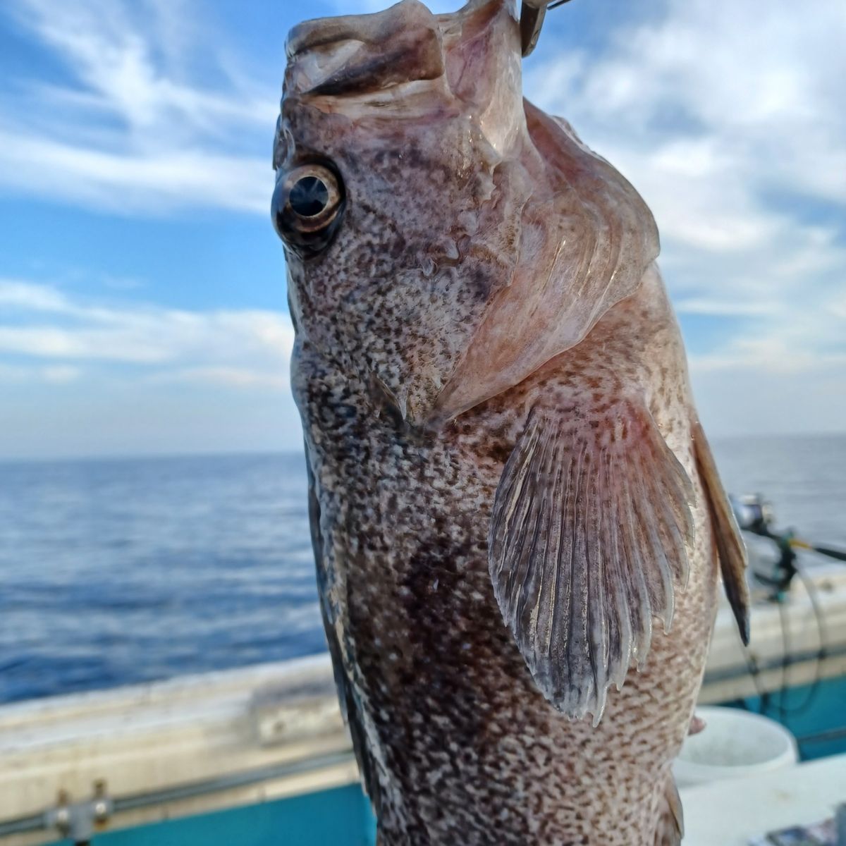 シバヒロ、ちゃんと釣れてるか！？さんの釣果 2枚目の画像