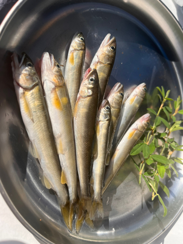 コアユの釣果