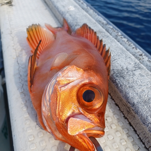 キントキダイの釣果