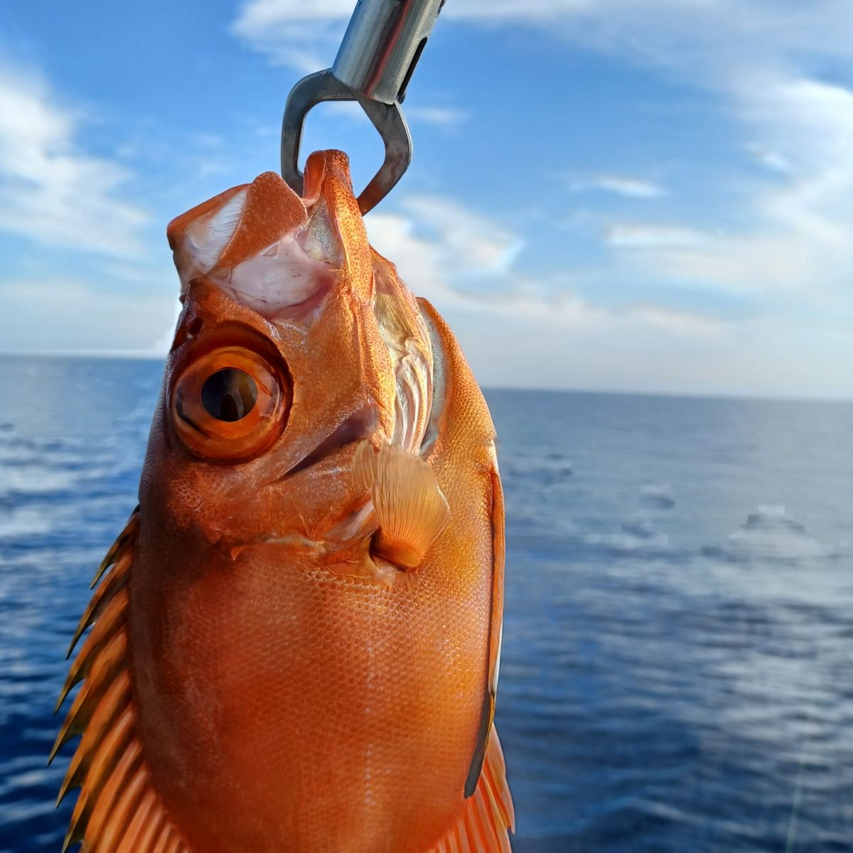 シバヒロ、ちゃんと釣れてるか！？さんの釣果 2枚目の画像