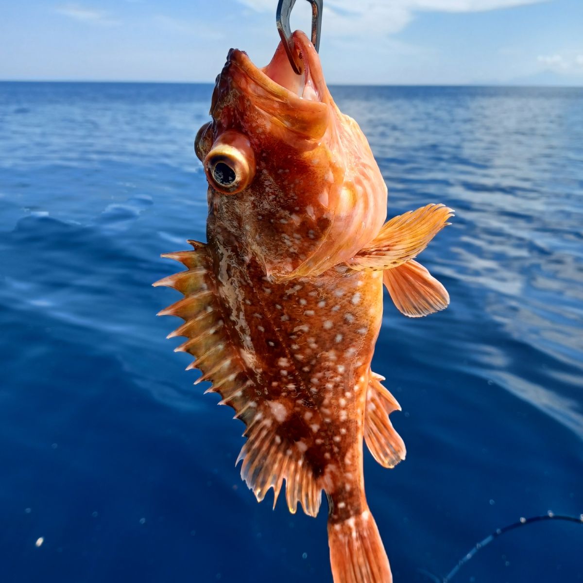 シバヒロ、ちゃんと釣れてるか！？さんの釣果 2枚目の画像