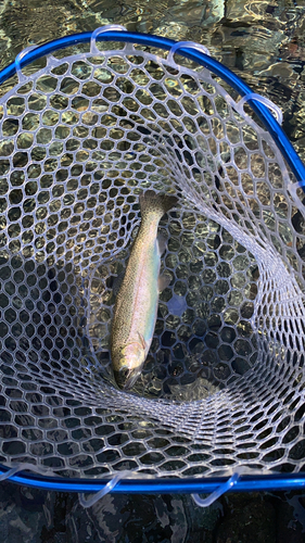 ニジマスの釣果